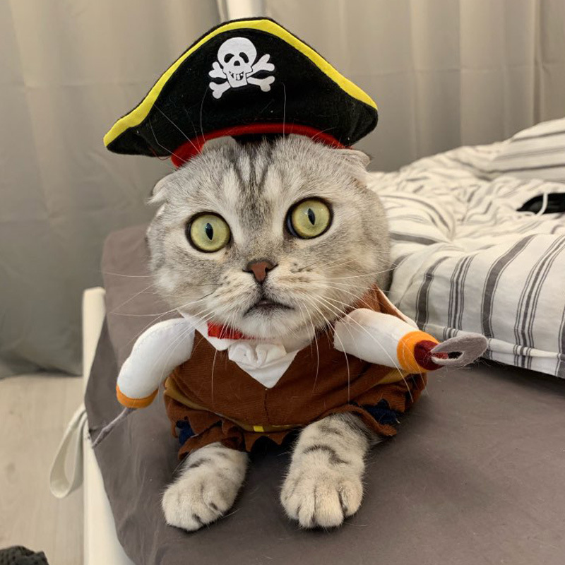 Cats