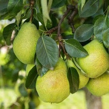 果树苗直销 珍宝香梨嫁接梨树苗 南北方种植果树新品种梨树