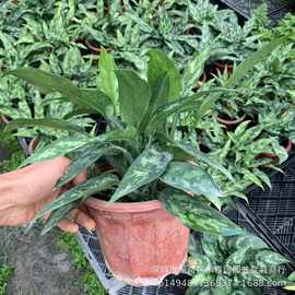 基地批发直供黑美人盆栽230#万年青室内观叶耐养中型绿化绿墙植物