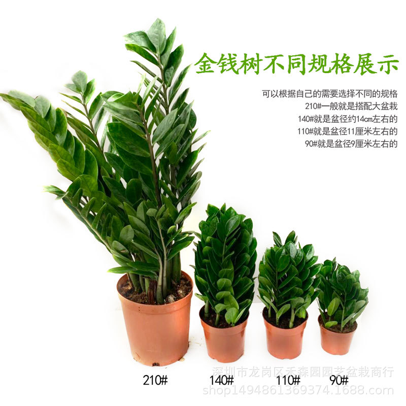 Money Tree #90 Potted Plant for Office Green Wall Air Purifying 4