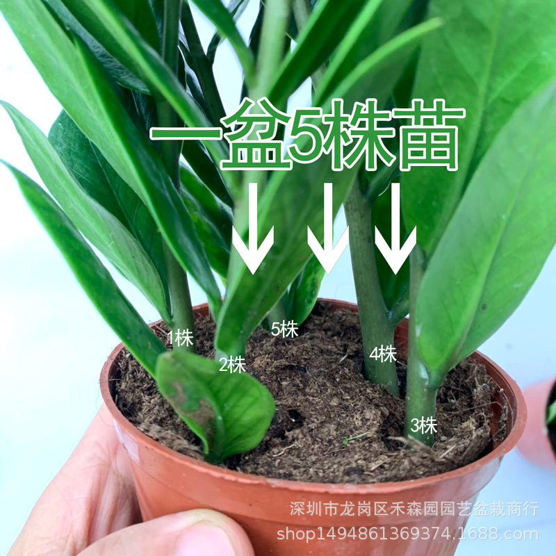 Money Tree #90 Potted Plant for Office Green Wall Air Purifying 2