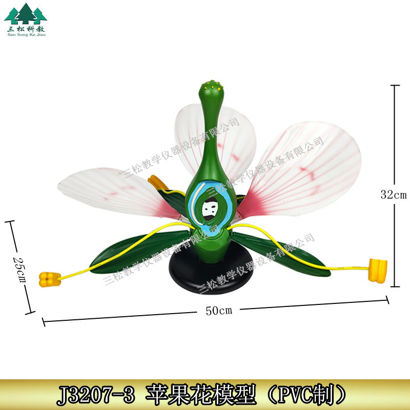苹果花模型 双子叶植物 被子植物 苹果花的构造 生物展示教学模型