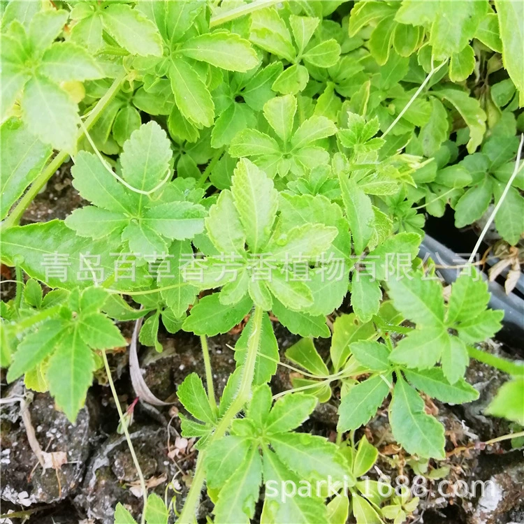 Пингли пять листьев Gynostemma pentaphyllum лист дракона должен Семь Листьев пять листьев Gynostemma pentaphyllum рассады в горшках рассады