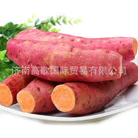 厂家常年供应地瓜/红薯/芋头sweet potato  欢迎选购