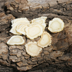 Western Ginseng Slices from Jilin Origin Bulk Supply Soft-stemmed Western Ginseng Slices Manufacturer Wholesale Western Ginseng Slices