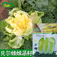 娃娃菜种子 农田菜园种柔嫩黄心小型白菜娃娃菜籽 蔬菜种子