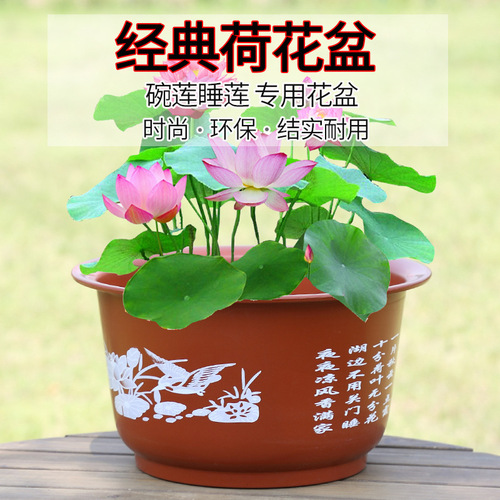 加厚荷花盆 碗莲盆 睡莲花盆树脂塑料花盆无孔水培大花盆批发厂家