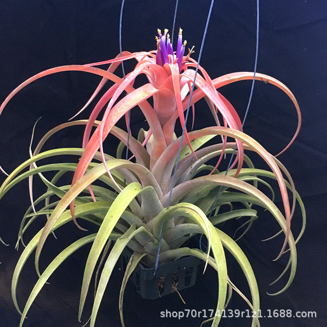 Kirby peach 20-25cm (not blooming)