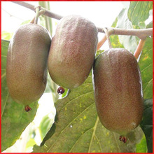 龙城二号软枣猕猴桃苗 果树苗 软枣树苗 庭院盆栽地栽当年结果