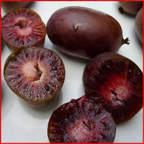 Мягкие саженцы киви Red September, саженцы плодовых деревьев, мягкие саженцы зизифуса, посадка в северном и южном дворе, плодоношение в том же году