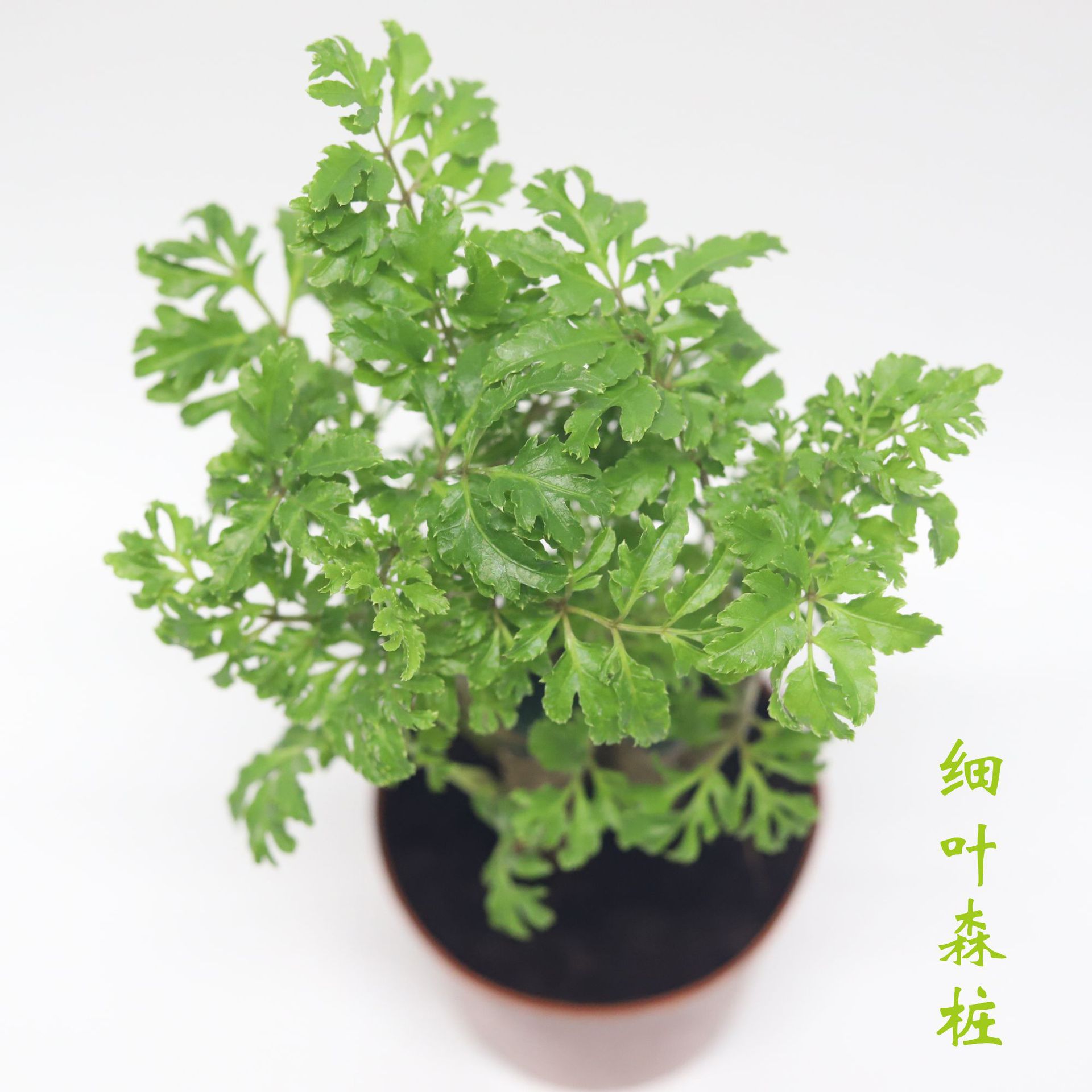 盆栽批發90 # 細葉森樁羽葉迷你福祿桐綠植花卉桌面新房吸甲醛植物