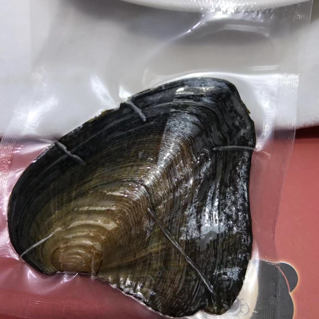 珍珠小河蚌 真空包装一蚌一珠 出口速卖通 淘宝直播