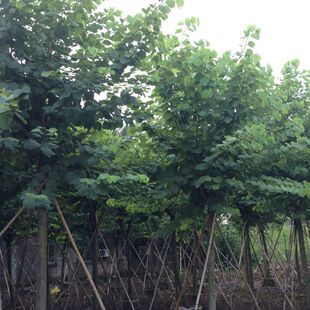 �t�����G������G���G���G���G��������l5-40���׆�ľ