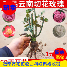 60天开花玫瑰苗 13年玫瑰大苗 园艺玫瑰种苗云南切花玫瑰