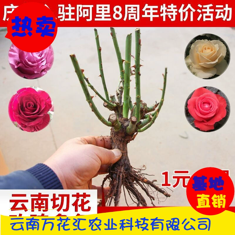 Оптовая продажа двухлетних розовых саженцев, розовых саженцев в форме дерева, декоративных растений, старых розовых кустов «Четыре сезона» из Юньнани