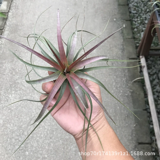 Завод прямой воздух tielan беспочвенный завод Air tielan пустой Кокс ленивый завод новизны оптом