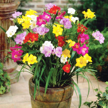 香雪蘭種球花卉盆栽四季易種觀花植物室內花香雪蘭小蒼蘭種球