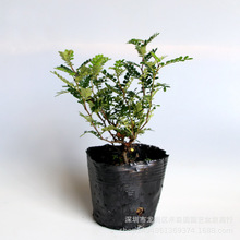 基地直供批发清香木绿化浓烈胡椒香味净化空气小区花园植物