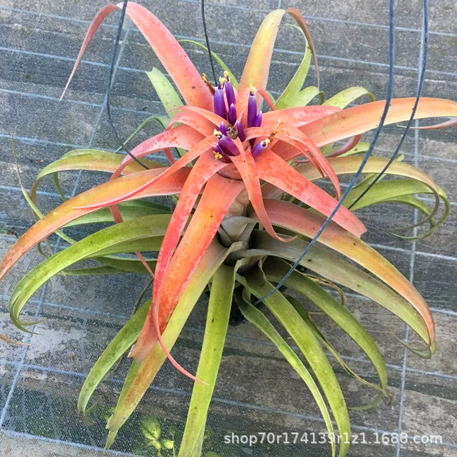 Завод прямого воздуха Железная Орхидея беспочвенный завод Воздух Железная Орхидея Кабита ленивый новинка завод оптом