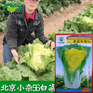 ����С�s56�S�İײ˷N�� �r��ˈ@�~Ƭ�����S�İײ˷N�����l