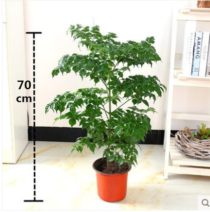 행복한 나무의 군중 60-70cm