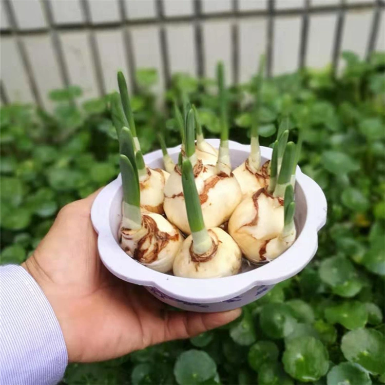批发 水培水仙花种球 花卉室内盆栽植物 漳州水仙花盆景种球