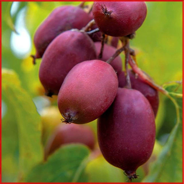 Мягкие саженцы киви-женьшеня, саженцы киви, красные устойчивые мягкие саженцы киви-женьшеня, горшечные и почвенные саженцы фруктов.