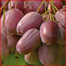 ɫ_ܛJ  ܛ ͥԺԵԮY