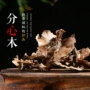云南大理泡茶分心木核桃