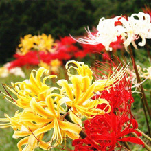 彼岸花石蒜红花黄花室内花卉盆景忽地笑曼珠沙华观花观叶盆栽绿植