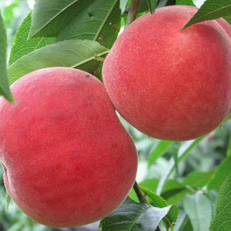 新品种 突围桃苗 苗圃大量现货批发好成活南北方种植桃子树苗