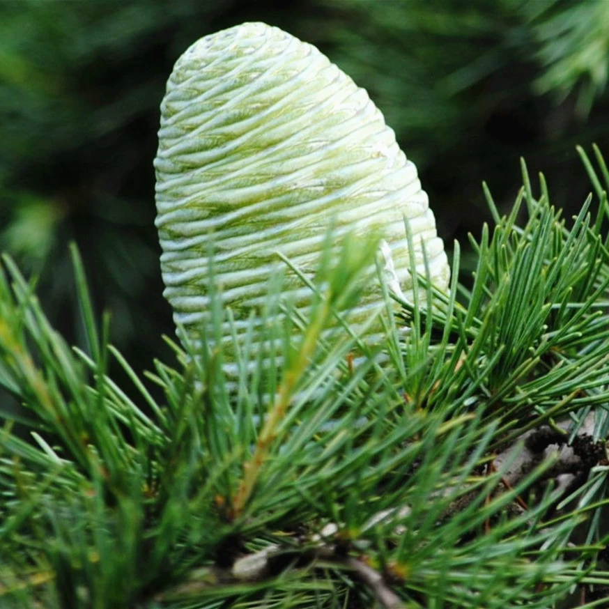 Новые выбранные семена кедра Семена кедрового дерева Семена индийского кедра Семена сосны Пагода Семена сосны Семена лесных деревьев