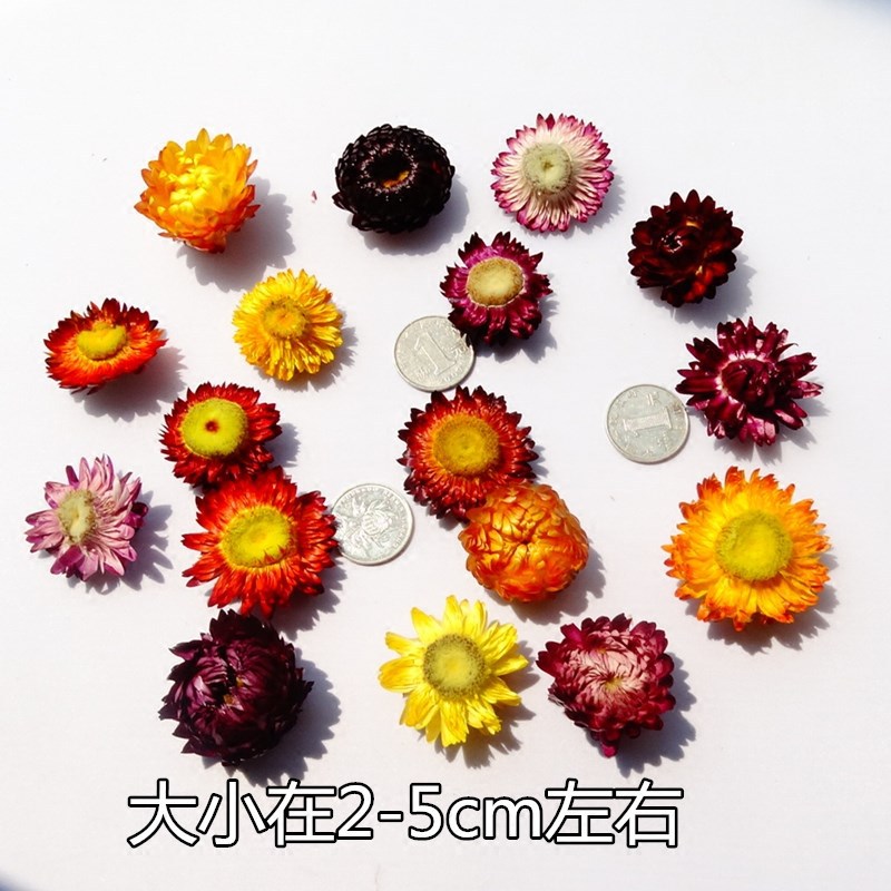 Straw chrysanthemum colorful chrysanthemum pineapple chrysanthemum…