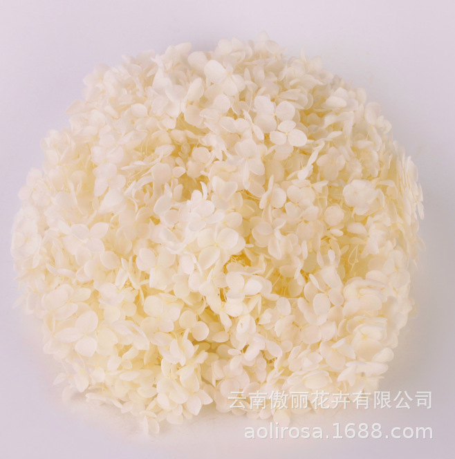 Hortensia Preservada A+ Anna, Flor Seca de Hortensia de Hoja Pequeña, 20g en Caja, Fabricante de Hortensias, Material Floral al por Mayor para el Día de San Valentín