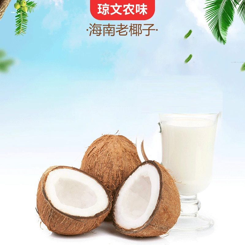 Хайнань Qingbuliang старый кокосовый чистый мешок поставки кокосового чаши прекрасный выбор кокосового молока суп сок