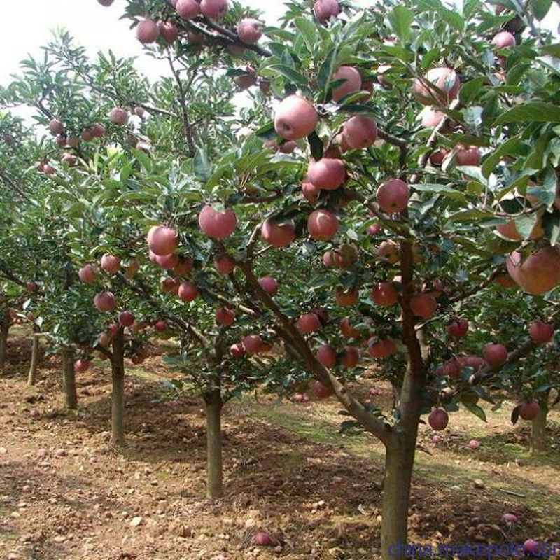 Оптовая прививка яблочных саженцев Красный Fuji карликовые саженцы в горшках посадка саженцев на юге и севере посадка Хрустящие Сладкие фруктовые саженцы