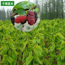 ɣ����ɣ�ؘ�����ˮ������ �Ϸ������Nֲ����Y��������ʳ��