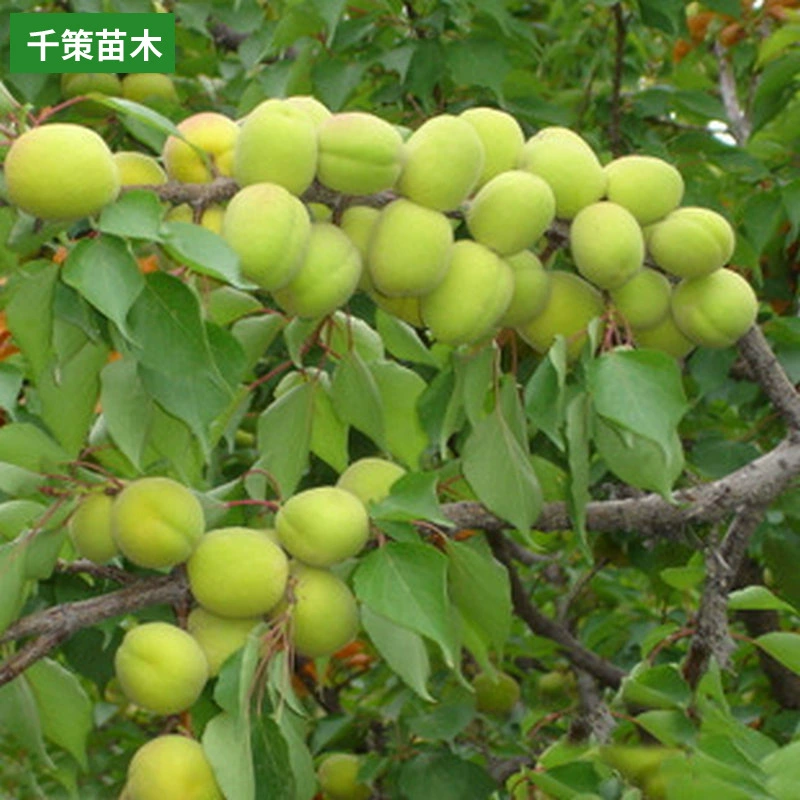 Ревень Абрикосовое дерево Двор Фруктовое дерево Абрикосовое дерево Саженец Живая трубка Посадка Год Плодоношение Абрикос Рассада Юг и Север Виды