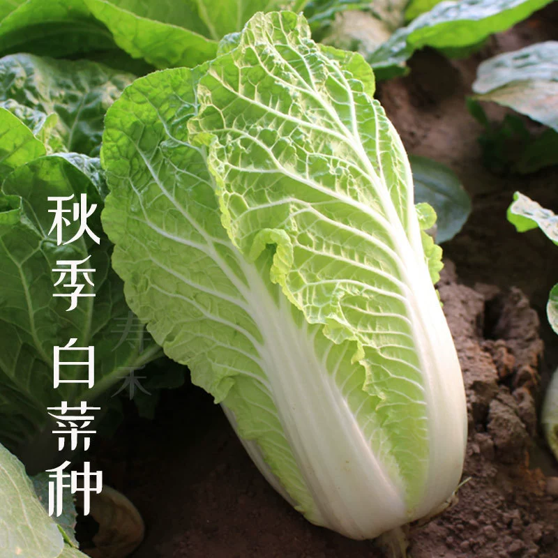 Семена Капусты Осень 18 Цзинь Китайская Капуста Семена Ранней Зрелости Фермы Сад Семена Овощных Культур