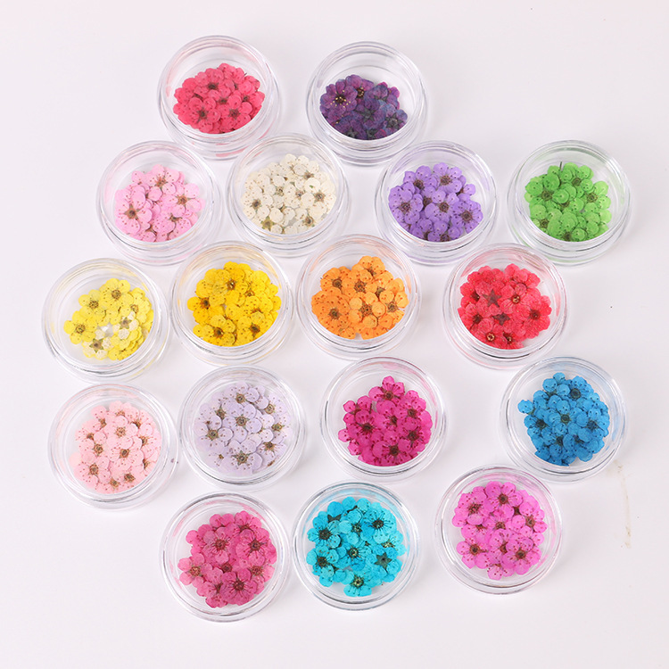 Nail Art Dried Flower Small Plum Blossom Flower Narcissus Embossed Gel Drop Mobile Phone Shell diy Natural Flower Photo Face Decoration Nail Art Dried Flower Small Plum Blossom Flower Narcissus Embossed Gel Drop Mobile Phone Shell diy Natural Flower Photo Face Decoration