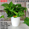 Green Potted Plant Plant Plant Plant Flower Green Plant Water Pei Changtang Hanging Large Green Bad New House to absorb formaldehyde