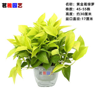 180#�S���G�}�������l���~�G�}���lֲ��͏d���ܾGֲ