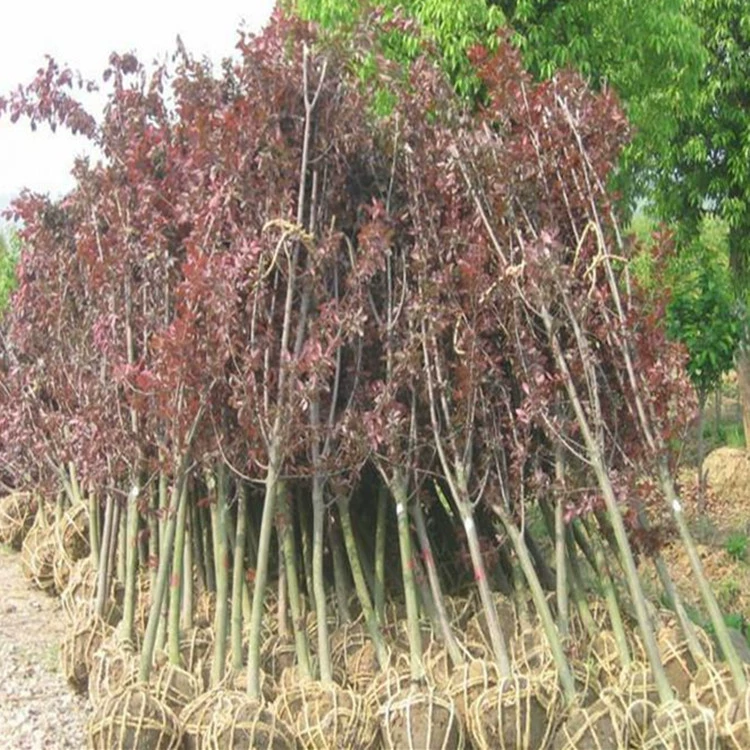 База прямых продаж саженцев красных листьев сливы фиолетовый лист сливы садовый Ландшафтный проект саженцы Ландшафтные деревья полные спецификации