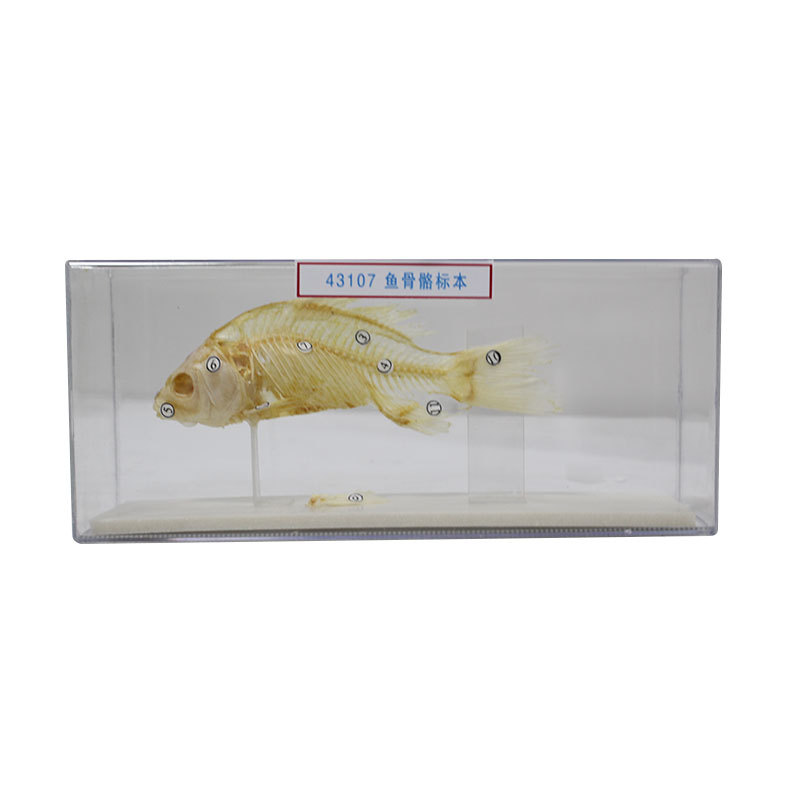 43017鱼骨骼标本初高中生物教学实验器材医学研究鱼骨骼模型标本