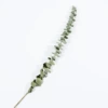 Timmer Eugar leaves 40-60cm one