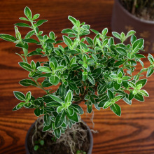 ߅ѩ辰Ʒ辰С҃kGֲֲ