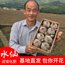 批发正宗漳州水仙花种球产地直发货诚信经营品质保证对版售后无忧