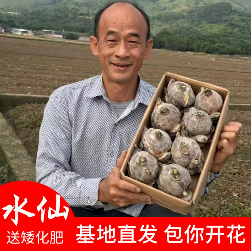 批发正宗漳州水仙花种球产地直发货诚信经营品质保证对版售后无忧