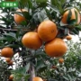 盆栽观赏柑桔果树树苗