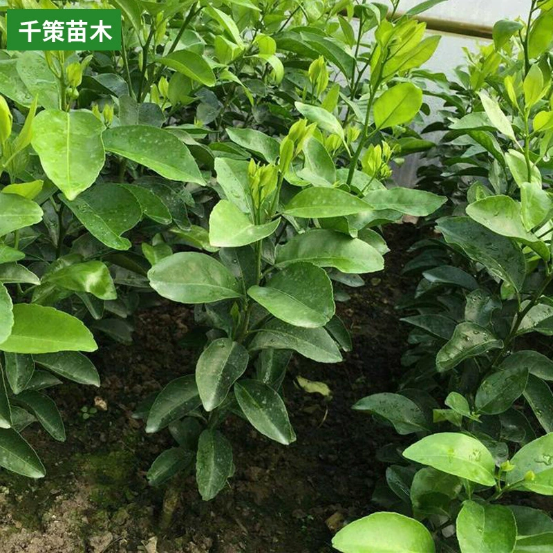 Саженцы фруктовых деревьев Саженцы лимона в горшках Саженцы лимона Саженцы фруктовых деревьев Духи Результаты рассады лимона